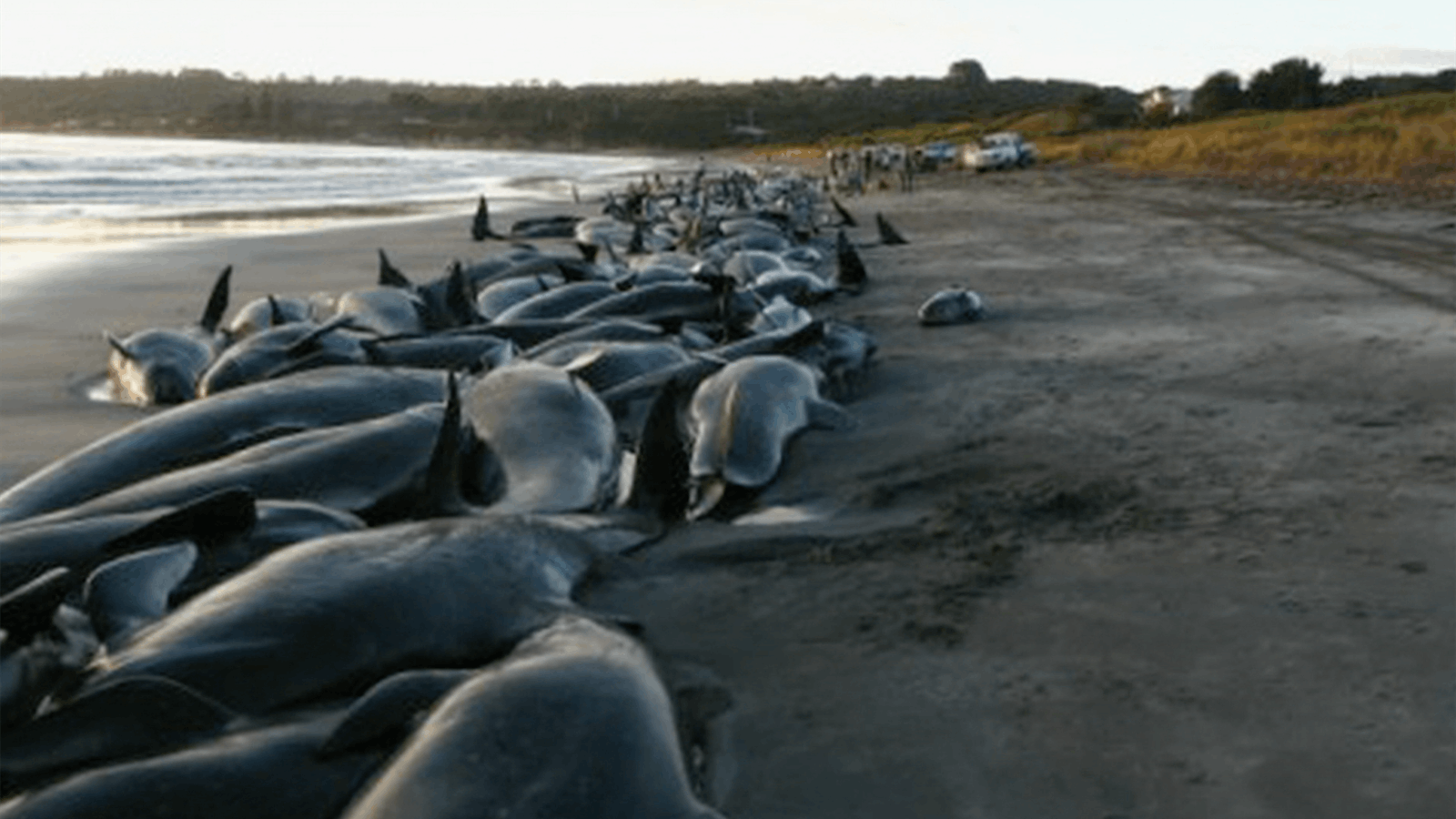 Video-whale-beaching